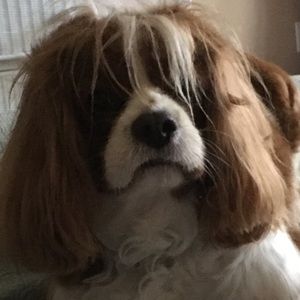 Meet your Posher, Helen